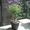 Fast Growing Trees Lavender Standard Topiary Tree