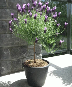 Fast Growing Trees Lavender Standard Topiary Tree 6 Fast Growing Trees Lavender Standard Topiary Tree