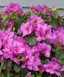 Fast Growing Trees Azalea Shrubs Bloom-A-Thon® Lavender Azalea Shrub