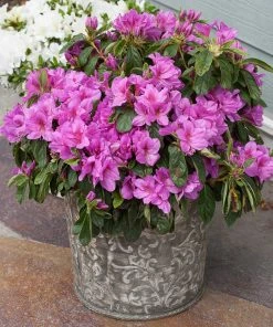 Fast Growing Trees Azalea Shrubs Bloom-A-Thon® Lavender Azalea Shrub