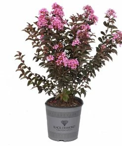 Fast Growing Trees Crape Myrtles Black Diamond® Lavender Lace™ Crape Myrtle Tree