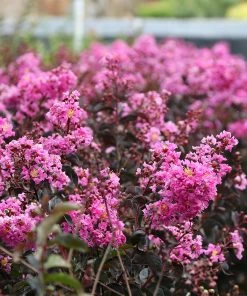 Fast Growing Trees Crape Myrtles Black Diamond® Lavender Lace™ Crape Myrtle Tree