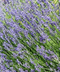 Fast Growing Trees Munstead Lavender See All Shrubs & Hedges 9 Fast Growing Trees Munstead Lavender See All Shrubs & Hedges