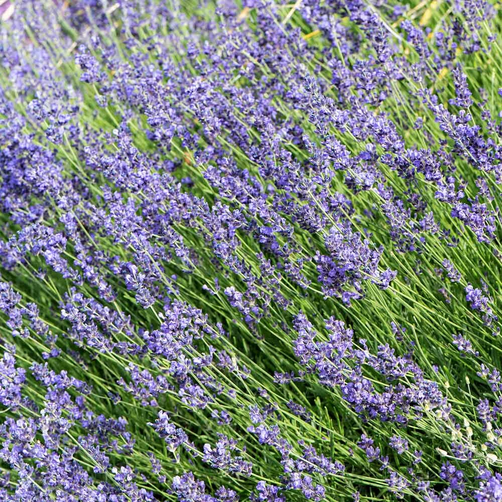Fast Growing Trees Munstead Lavender See All Shrubs & Hedges 5 Fast Growing Trees Munstead Lavender See All Shrubs & Hedges