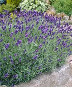 Fast Growing Trees Munstead Lavender See All Shrubs & Hedges