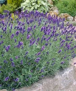 Fast Growing Trees Munstead Lavender See All Shrubs & Hedges