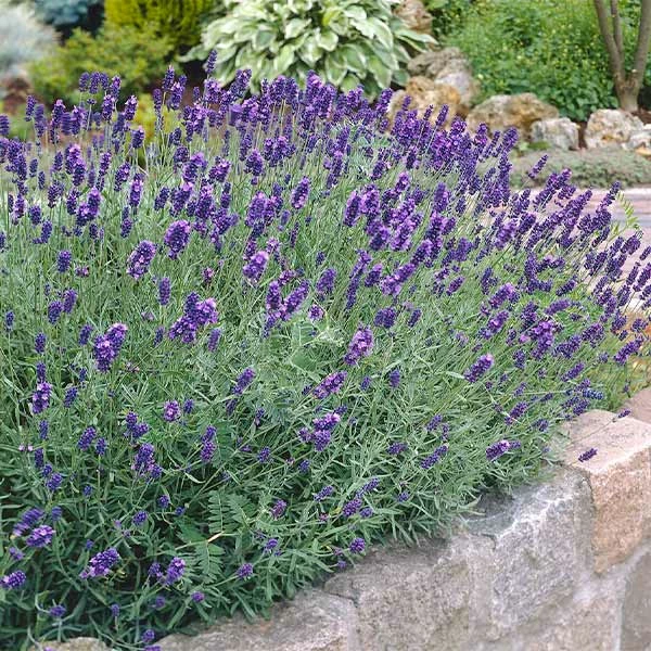 Fast Growing Trees Munstead Lavender See All Shrubs & Hedges 3 Fast Growing Trees Munstead Lavender See All Shrubs & Hedges