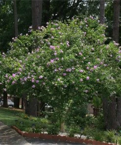 Fast Growing Trees Purple Flowers Lavender Rose Of Sharon Althea Tree