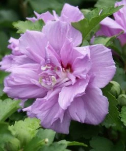 Fast Growing Trees Purple Flowers Lavender Rose Of Sharon Althea Tree