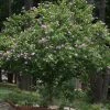 Fast Growing Trees Purple Flowers Lavender Rose Of Sharon Althea Tree