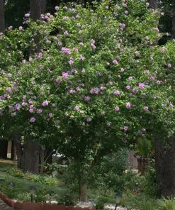 Fast Growing Trees Purple Flowers Lavender Rose Of Sharon Althea Tree