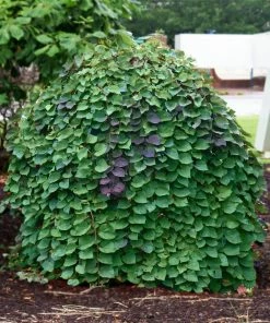 Fast Growing Trees Lavender Twist® Weeping Redbud Tree