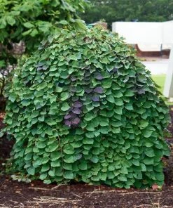 Fast Growing Trees Lavender Twist® Weeping Redbud Tree