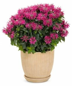 Fast Growing Trees ‘Leading Lady Razzberry’ Bee Balm