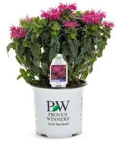 Fast Growing Trees ‘Leading Lady Razzberry’ Bee Balm