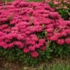 Fast Growing Trees ‘Leading Lady Razzberry’ Bee Balm