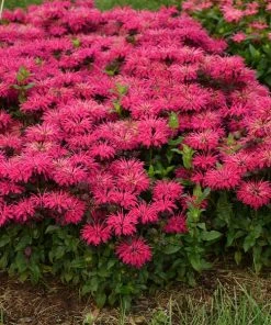 Fast Growing Trees ‘Leading Lady Razzberry’ Bee Balm