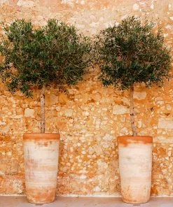 Fast Growing Trees Lecciana Olive Tree