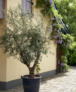 Fast Growing Trees Lecciana Olive Tree 9 Fast Growing Trees Lecciana Olive Tree