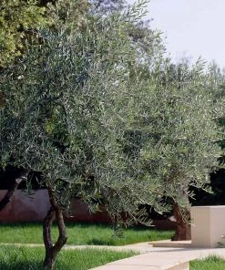 Fast Growing Trees Lecciana Olive Tree 10 Fast Growing Trees Lecciana Olive Tree