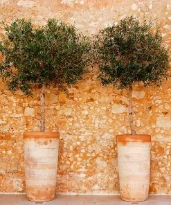 Fast Growing Trees Lecciana Olive Tree