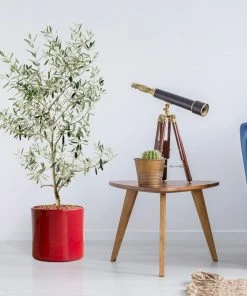 Fast Growing Trees Leccino Olive Tree Olive Trees