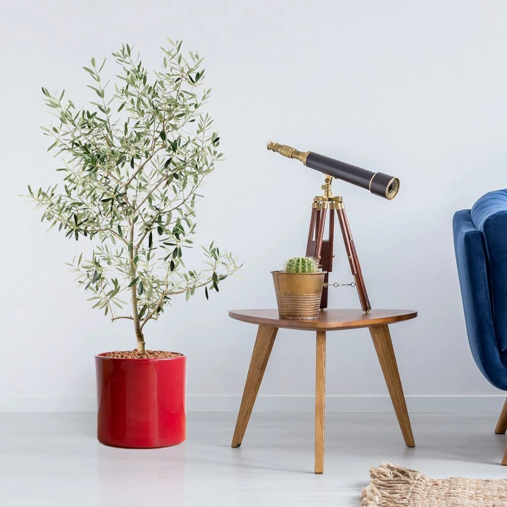 Fast Growing Trees Leccino Olive Tree Olive Trees 4 Fast Growing Trees Leccino Olive Tree Olive Trees