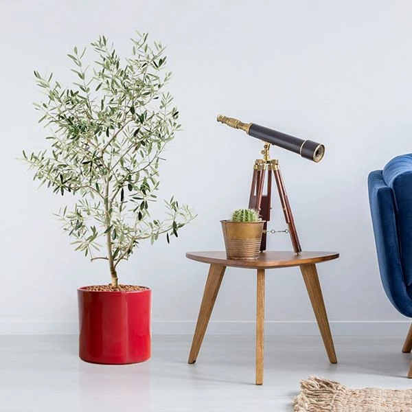 Fast Growing Trees Leccino Olive Tree Olive Trees 3 Fast Growing Trees Leccino Olive Tree Olive Trees