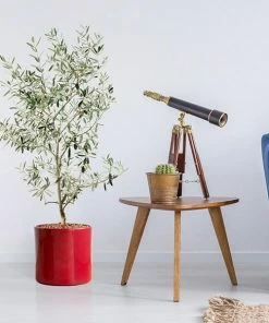 Fast Growing Trees Olive Trees Leccino Olive Tree