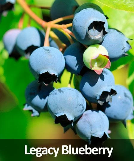 Fast Growing Trees 3-in-1 Blueberry Bush (Northern Highbush) Blueberry Bushes 5 Fast Growing Trees 3-in-1 Blueberry Bush (Northern Highbush) Blueberry Bushes