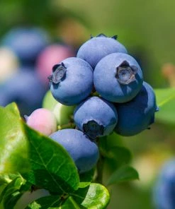 Fast Growing Trees Legacy Blueberry Bush