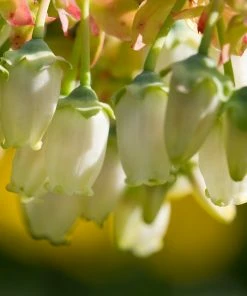 Fast Growing Trees Legacy Blueberry Bush