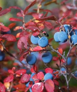Fast Growing Trees Legacy Blueberry Bush