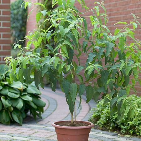 Fast Growing Trees Lemon Eucalyptus Tree 5 Fast Growing Trees Lemon Eucalyptus Tree