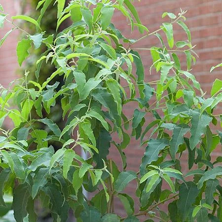 Fast Growing Trees Lemon Eucalyptus Tree 6 Fast Growing Trees Lemon Eucalyptus Tree