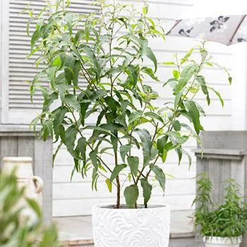 Fast Growing Trees Lemon Eucalyptus Tree 3 Fast Growing Trees Lemon Eucalyptus Tree