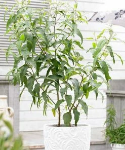 Fast Growing Trees Lemon Eucalyptus Tree