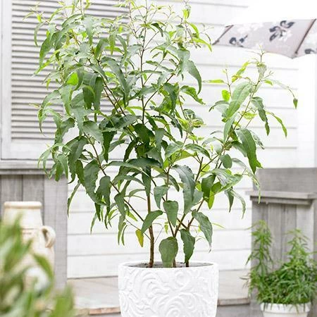Fast Growing Trees Lemon Eucalyptus Tree 4 Fast Growing Trees Lemon Eucalyptus Tree