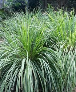 Fast Growing Trees Ornamental Grasses Lemon Grass Plant (Cymbopogon Citratus)