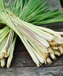 Fast Growing Trees Ornamental Grasses Lemon Grass Plant (Cymbopogon Citratus)