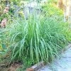Fast Growing Trees Ornamental Grasses Lemon Grass Plant (Cymbopogon Citratus)