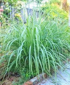 Fast Growing Trees Ornamental Grasses Lemon Grass Plant (Cymbopogon Citratus)