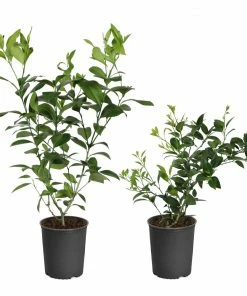 Fast Growing Trees Citrus Trees Meyer Lemon Bush