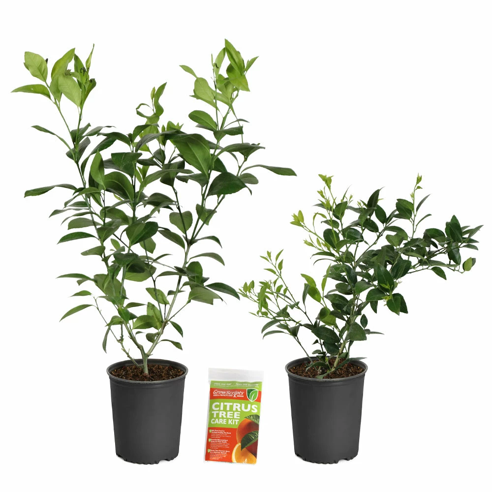 Fast Growing Trees Key Lime Bush Citrus Trees 10 Fast Growing Trees Key Lime Bush Citrus Trees