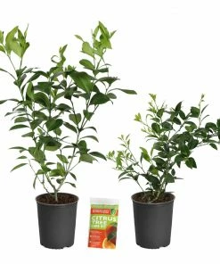 Fast Growing Trees Citrus Trees Meyer Lemon Bush