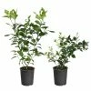 Fast Growing Trees Meyer Lemon + Key Lime Bush Pack 2 Fast Growing Trees Meyer Lemon + Key Lime Bush Pack