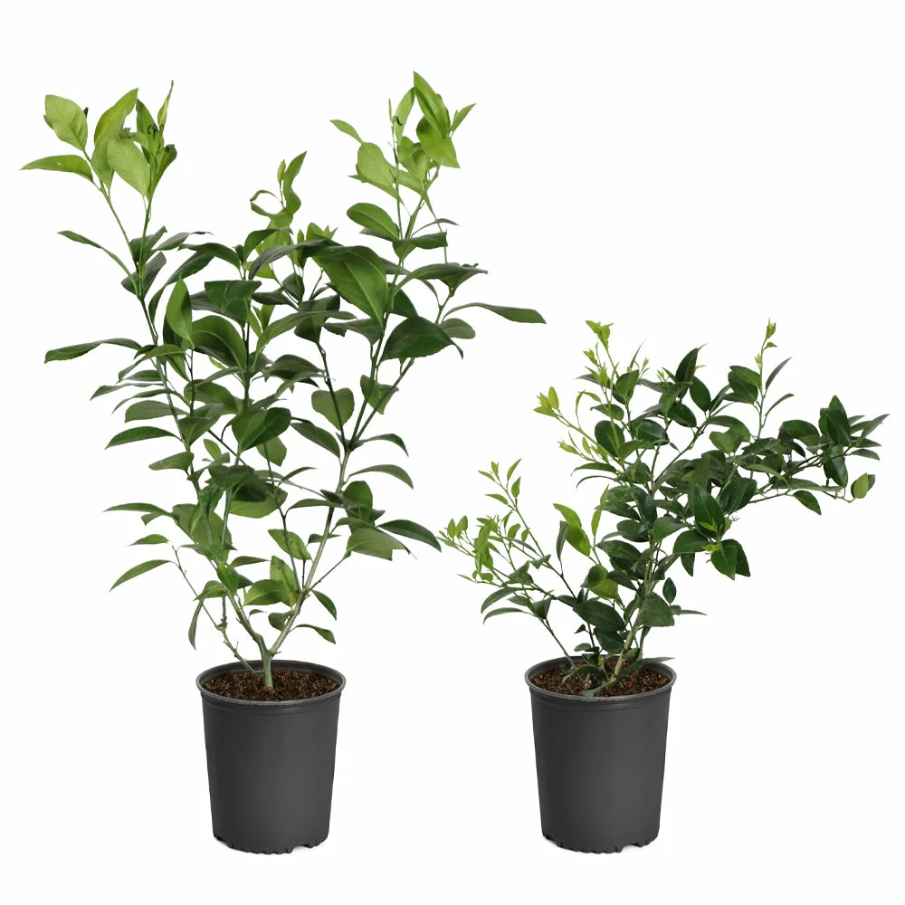 Fast Growing Trees Key Lime Bush Citrus Trees 11 Fast Growing Trees Key Lime Bush Citrus Trees