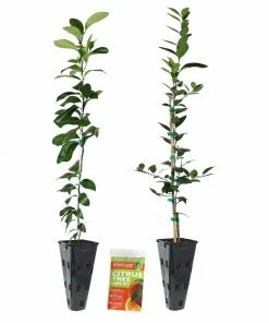Fast Growing Trees Meyer Lemon + Key Lime Tree Pack Citrus Trees 13 Fast Growing Trees Meyer Lemon + Key Lime Tree Pack Citrus Trees