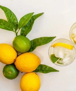 Fast Growing Trees Citrus Trees Lemon-Lime Citrus Tree 7 Fast Growing Trees Citrus Trees Lemon-Lime Citrus Tree