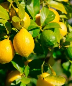 Fast Growing Trees Lemon-Lime Citrus Bush